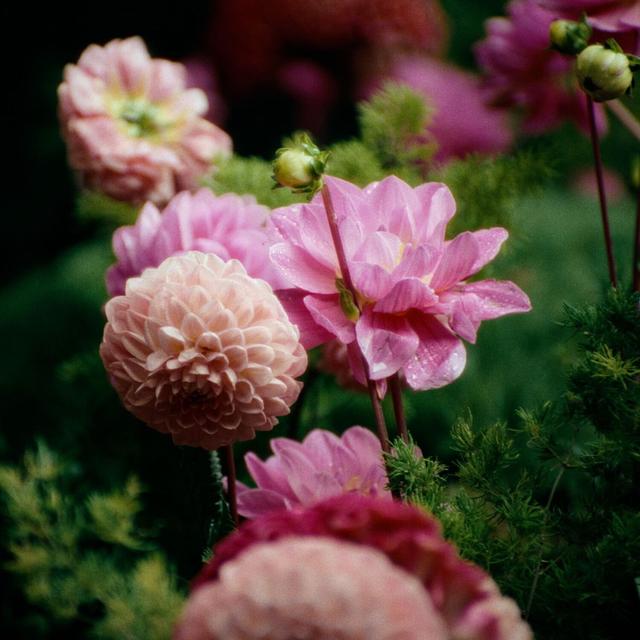 Album cover art for La tendresse - Single