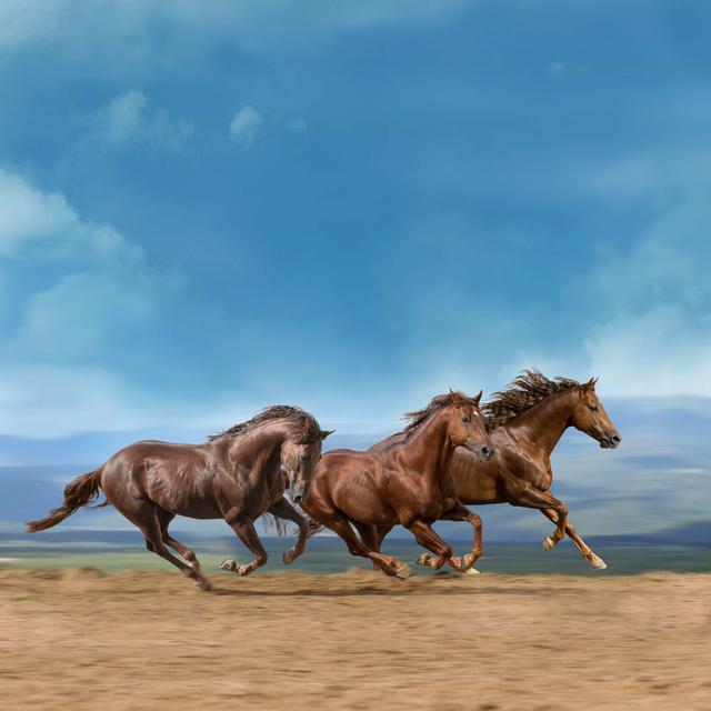 Album cover art for かけ足族