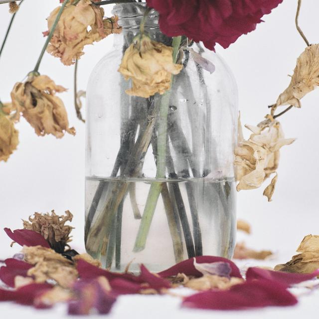 Album cover art for Camellia