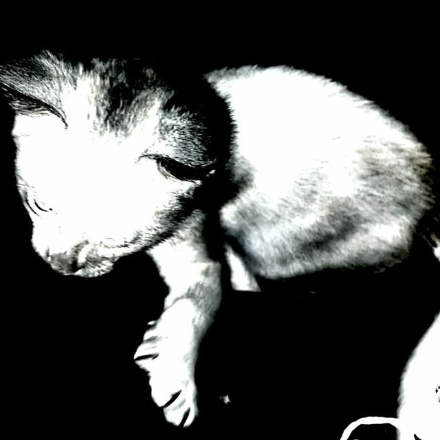 Album cover art for noir