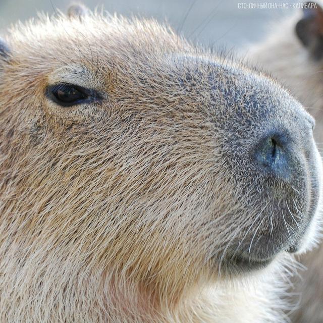 Album cover art for Capybara